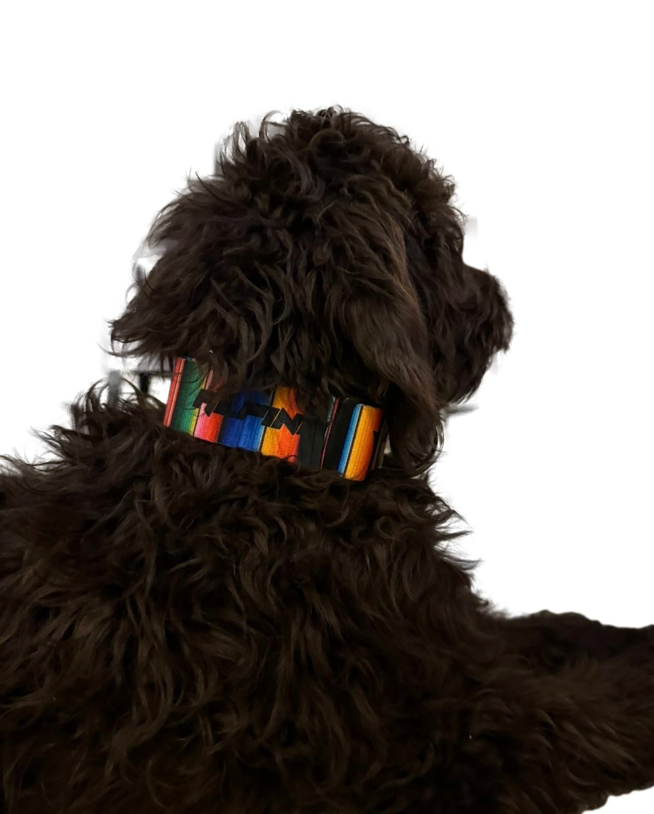ALPINE Dog Collars