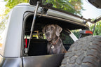 2021 2024 Ford Bronco Dog Barrier DV8 Offroad